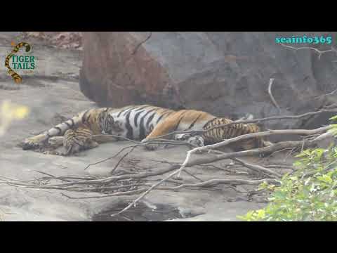 Lactating tiger feeding milk to cubs