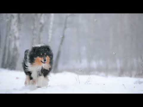 Funny Young Shetland Sheepdog, Sheltie, Collie Playing Outdoor In Snow, Winter Season. Playful Pet