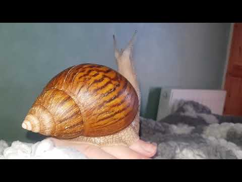 Ulitník tigrovaný (Achatina achatina) — video o chove a starostlivosti