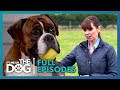 Tyson The Boisterous Boxer Season 2 Episode 2 It S Me Or The Dog UK 2021