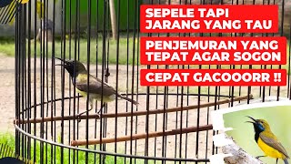 Download lagu AGAR SOGON CEPAT GACOR SEBAIKNYA JEMUR PAGI / SIANG❓SIMAK VIDEO INI❗ mp3