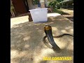 MAMAW AT MABAGSIK NA SAMAR COBRA Banakon Cobra Kingcobra Davaocity Cobrarescue Davaocity
