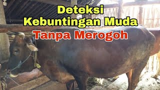 Download lagu Cara Mengetahui Kebuntingan Muda tanpa Merogoh mp3