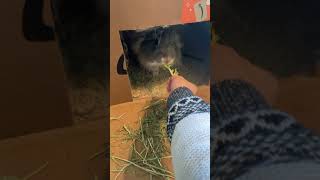 French Angora rabbit Rabbits Videos