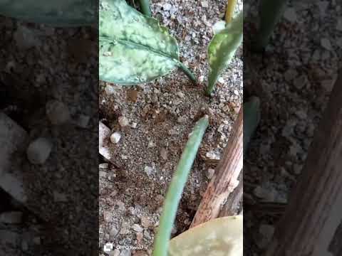 Lessons from Ants What We Can Learn from Their Daily Hustle