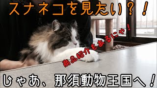 スナネコを見てきました。おまけ紹介紹介有り。