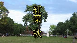紅葉 秋