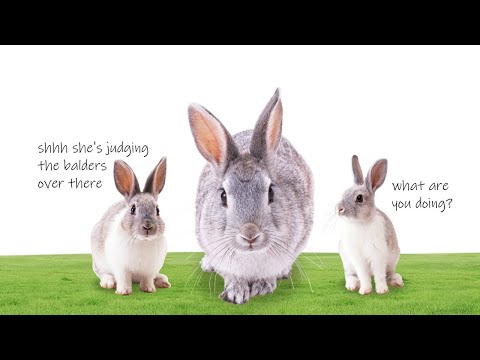 Assaka gets judged by bunnies
