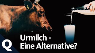 Bekömmliche Milch – Das steckt hinter dem Trend Urmilch | Quarks