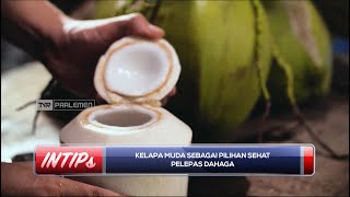 Kelapa Muda Sebagai Pilihan Sehat Pelepas Dahaga - INTIPS
