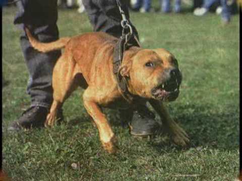 comment traiter un chien qui a des vers