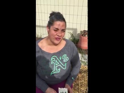 Planing kale in our Hay Bale Garden!