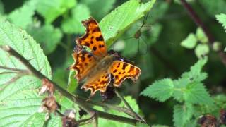 preview picture of video '20131005112007 Comma Butterfly near Llanharan'