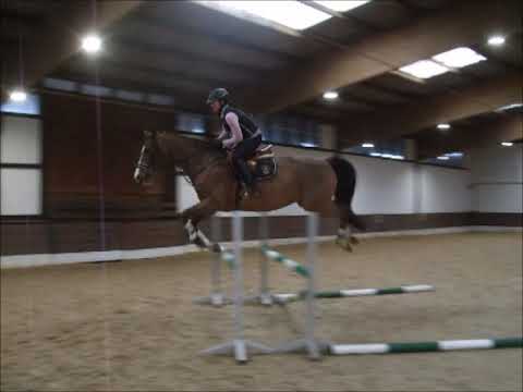 QUITE ON TOP 11j. v. Quite Capitol (springen) VB 8.000,- Euro