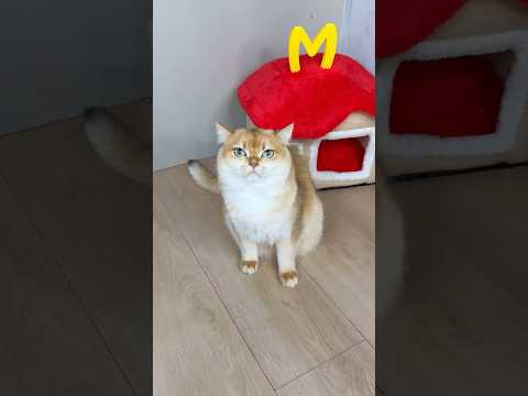 I should’ve believed my cat from the beginning😵‍💫 #cat #cats