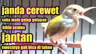 Download lagu prenjak lumut betina gacor cerewet mp3 Download lagu prenjak lumut betina gacor cerewet mp3