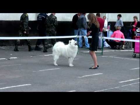 Stark has training before his ring