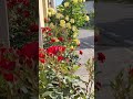 MOST BEAUTIFUL FLOWERS Flowers Nature Whatsappstatus Trending Rose Italy Status Music