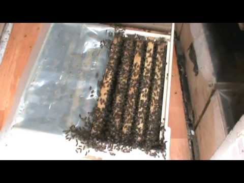 9. Populare Bio Stup pe vatra (stationar)  - Trei in Unul 9/9