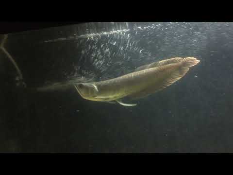 I feed in favor of Arowana, an underdog to Northern Snakehead☜IMG 69011