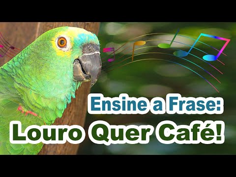 ensine o papagaio a falar louro quer café - frase louro quer café para treinar papagaio