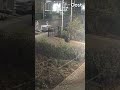 Oranje versiering aan een deur hangen? Deze nachtbrakers steken dat graag in brand | RTV Oost