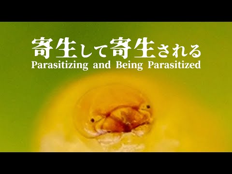 Monochamus scutellatus oregonensis (セコイア国立公園、米国)