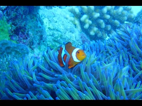 Great Barrier Reef SCUBA Diving montage