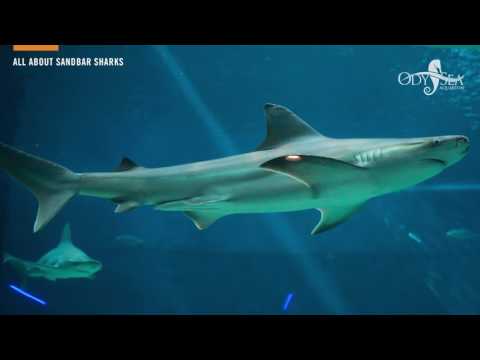 OdySea Aquarium：All About Sandbar Sharks