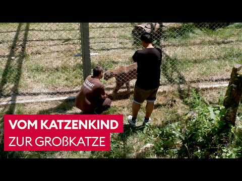 Tierpfleger Chris hat Puma Tikam großgezogen 🍼 | Martin Rütters Tierheimhelden