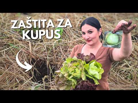 Produce Quality CABBAGE for PICKLING on Time