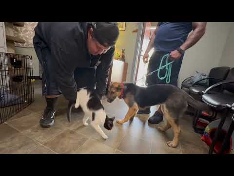 Brynn von Bamberg cat video