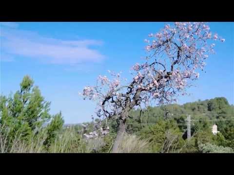 Visions of Ibiza - Magic Island! :)