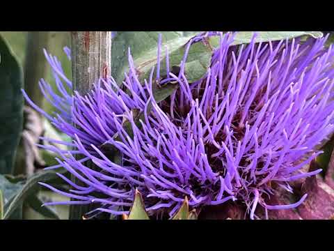 Curtisoara!! Photo!!