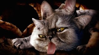 Run The Jewels - Meowpurrdy (from the Meow The Jewels album)