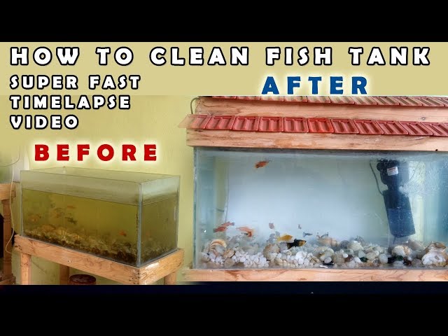 DIY- How to Clean a Fish Tank - Timelapse Video