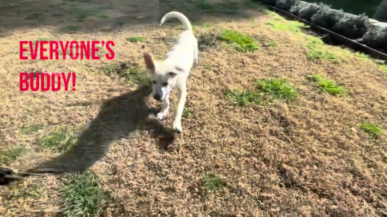 Enlarge Red - 4-month-old male white mix puppy, an adoptable mixed breed in San Francisco, CA video 5/5