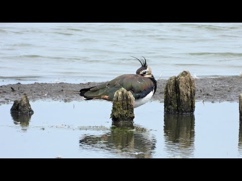 Kiebitz "Fußtrillern"