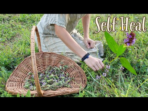 Ayuravadic herb brown organic self heal herb-(prunella vulga...