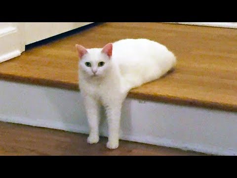 Chats rigolos garantis pour vous faire rire Chats rigolos garantis pour vous faire rire