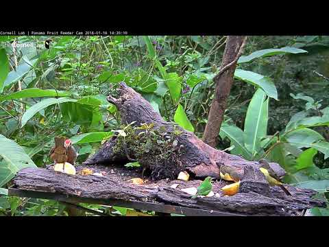Green Honeycreeper Joins Diverse Crowd In Panama – Jan. 16, 2018