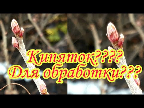 Кипяток? Для обработки? Смородина.Уничтожаем вредителей.#Сад СветаСветланы #Первая обработка весной#