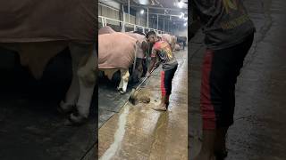 Download lagu The shepherd cleans the cow dung very nicely#bulls #cowdung #farming #viralvideo #foryou mp3