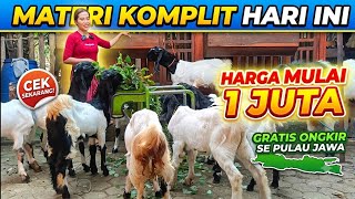 Download lagu 1 JUTA‼️BIBIT KAMBING ETAWA KALIGESING DI KANDANG SANJAYA FARM mp3