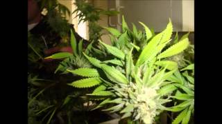 As i Rise Up - Brother B & G