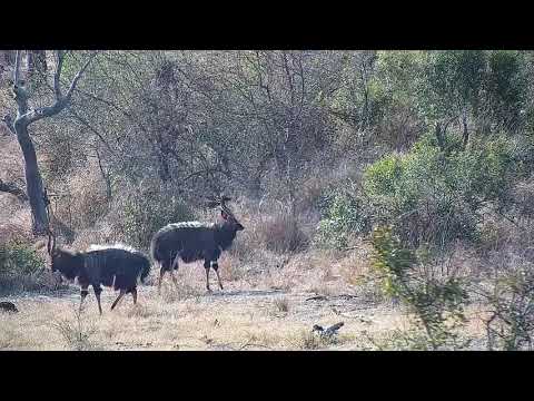 Djuma: Nyala bulls dominance display (dance) - 15:09 - 08/21/21