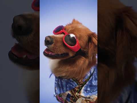 Amazing dog! | Pet dog | Pet animal | Viral dog! | Viral pet video | @Syed Zubaid |