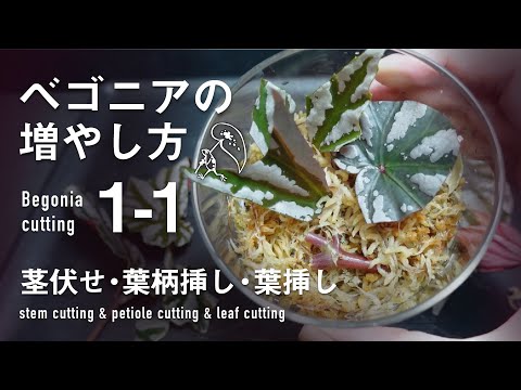 園芸 ベゴニアの葉挿しのやり方は?
