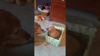 Old Golden gets a Golden puppy