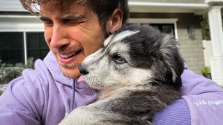 I had a breakdown saying goodbye to my foster puppies...